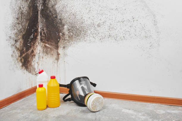 Mold Removal and Inspection in Old Orchard, PA
