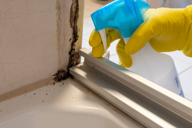 Best Local Mold Removal Service  in Old Orchard, PA