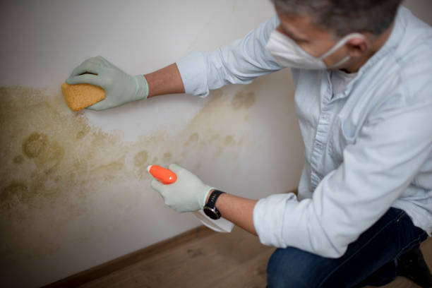 Best Black Mold Removal  in Old Orchard, PA