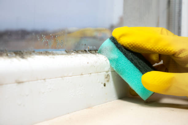 Mold Testing and Removal in Old Orchard, PA