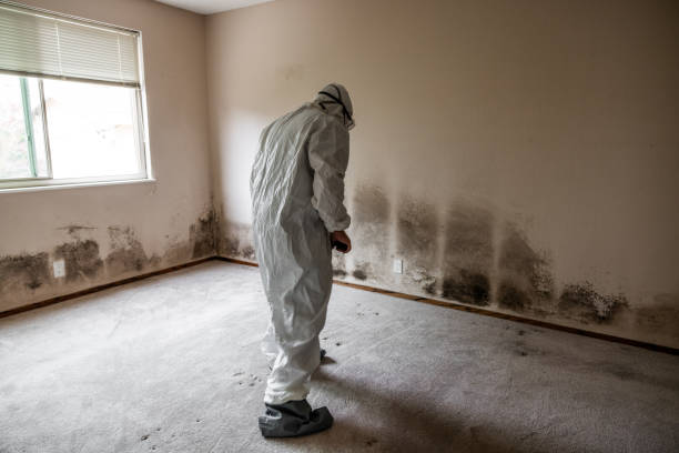 Trusted Old Orchard, PA Mold Removal Experts