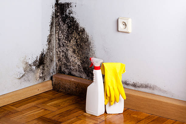 Best Professional Mold Removal  in Old Orchard, PA