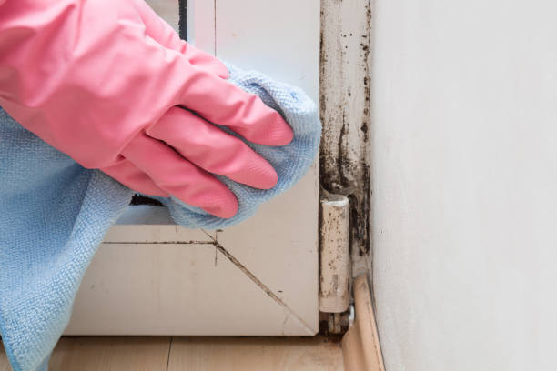 Best Mold Damage Repair  in Old Orchard, PA