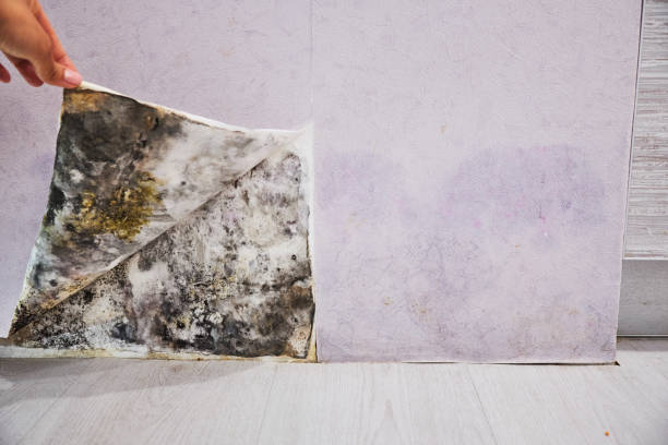 Best Attic Mold Removal  in Old Orchard, PA